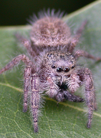Prince Jumper